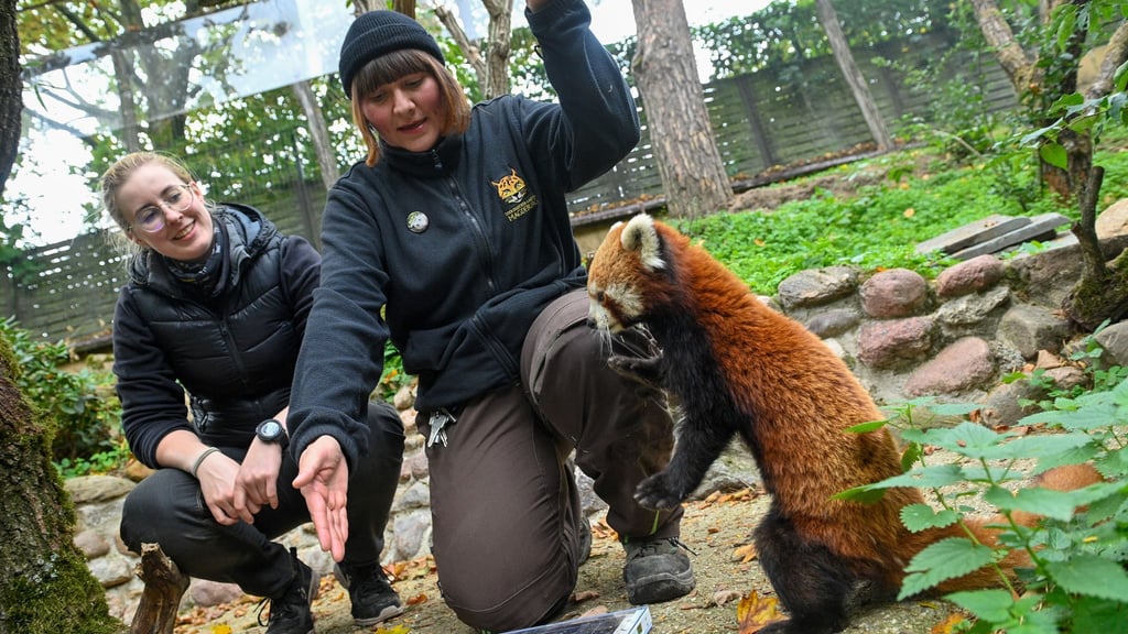 Die Roten Pandas im Magdeburger Zoo hatten in diesem Jahr einen Neuzugang bekommen. (Archivbild)