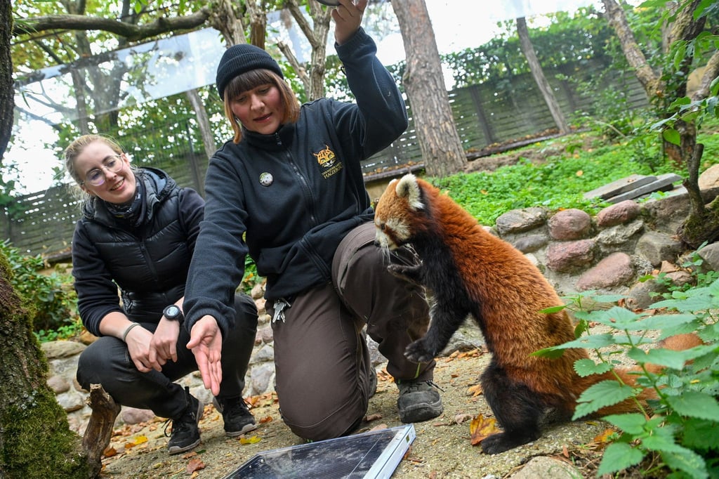 Die Roten Pandas im Magdeburger Zoo hatten in diesem Jahr einen Neuzugang bekommen. (Archivbild)