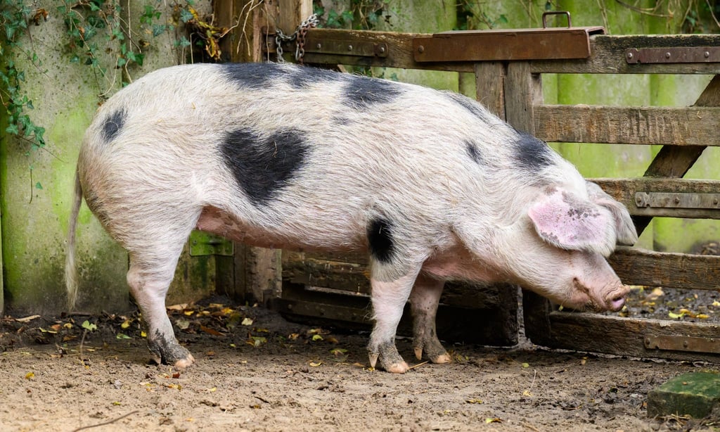 Das Schwein Wilma aus dem Zoo Hannover hat auf seiner rechten Seite einen herzförmigen Fleck. (Archivbild)