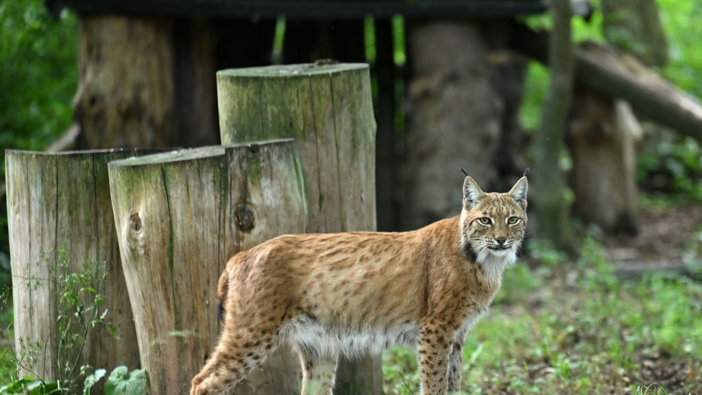2026 sollen über ein Projekt des BUND Thüringen weitere Luchse im Thüringer Wald ausgewildert werden. (Symbolfoto)
