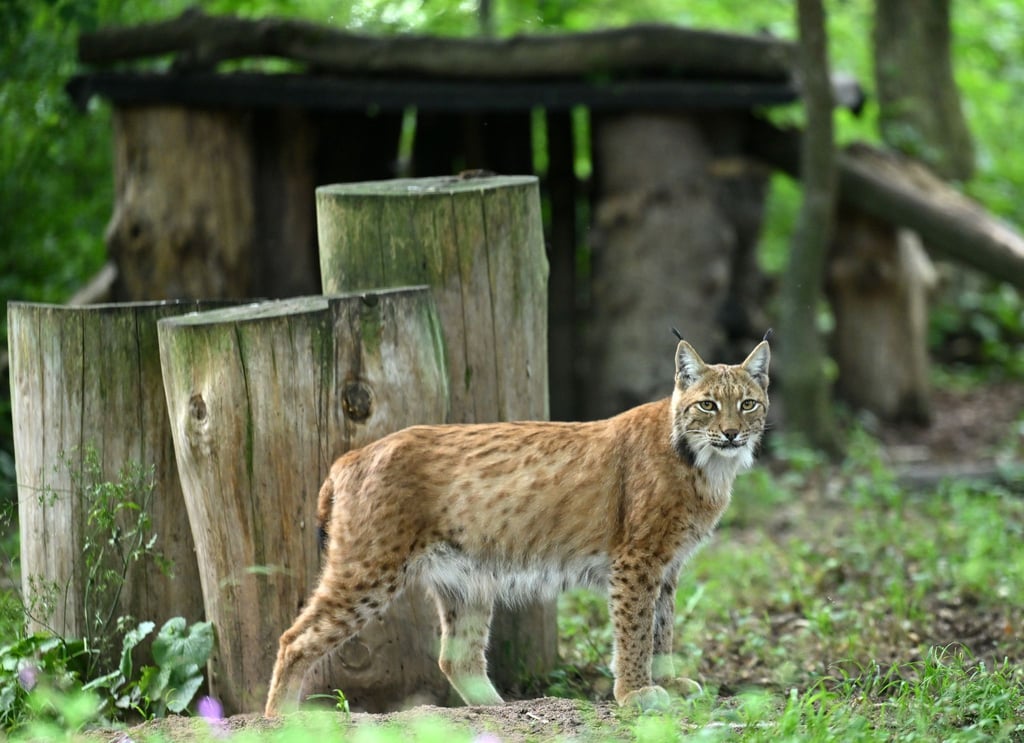 2026 sollen über ein Projekt des BUND Thüringen weitere Luchse im Thüringer Wald ausgewildert werden. (Symbolfoto)