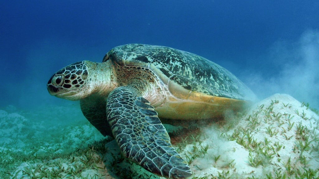 Auch die Grünen Meeresschildkröten gehören WWF zufolge zu den Gewinnern des Jahres.