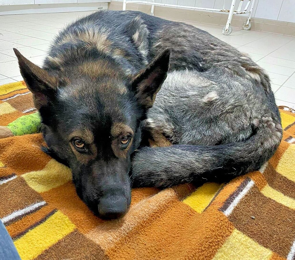 Die tragische Lebensgeschichte des Schäferhundes Bruno interessierte viele Menschen im Netz.