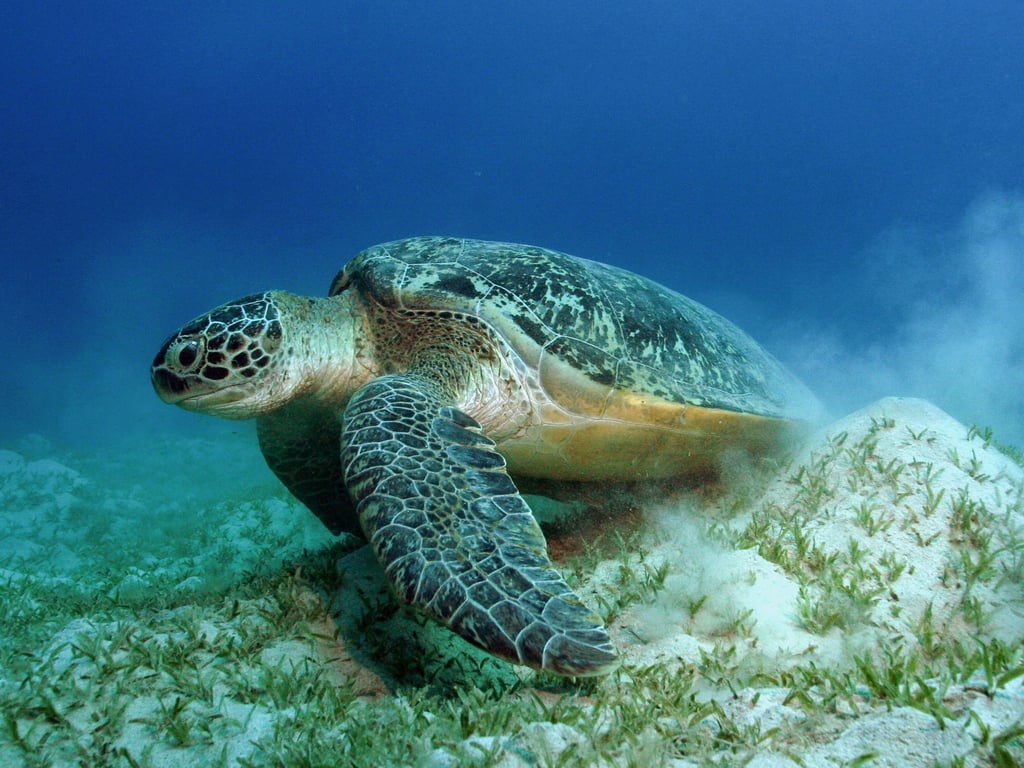 Auch die Grünen Meeresschildkröten gehören WWF zufolge zu den Gewinnern des Jahres.