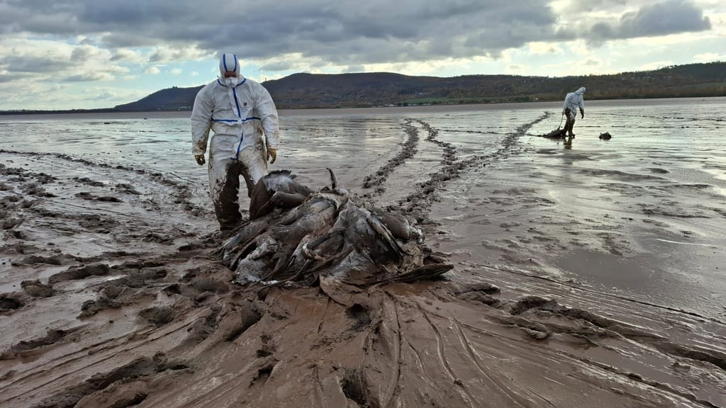 Hunderte an Vogelgrippe verstorbene Kraniche werden am Stausee Kelbra eingesammelt.