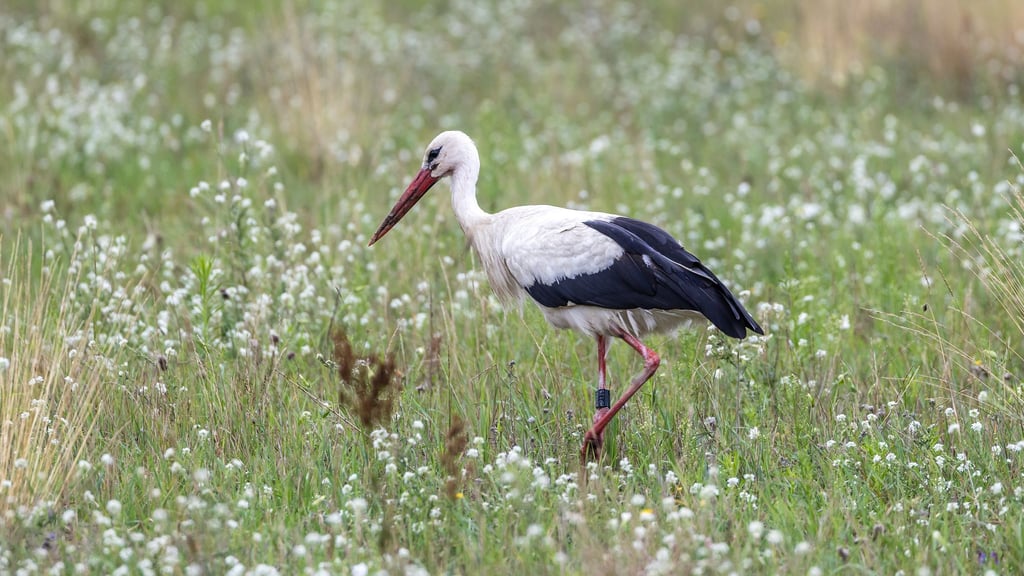 In Brandenburg brüten jedes Jahr zahlreiche Weißstörche - doch jetzt herrscht wegen der Vogelgrippe Besorgnis, dass weniger Vögel aus Spanien zurückkehren. (Archivbild)