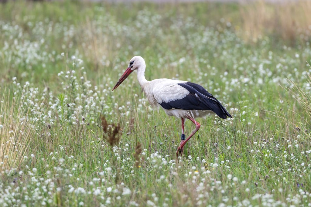 In Brandenburg brüten jedes Jahr zahlreiche Weißstörche - doch jetzt herrscht wegen der Vogelgrippe Besorgnis, dass weniger Vögel aus Spanien zurückkehren. (Archivbild)