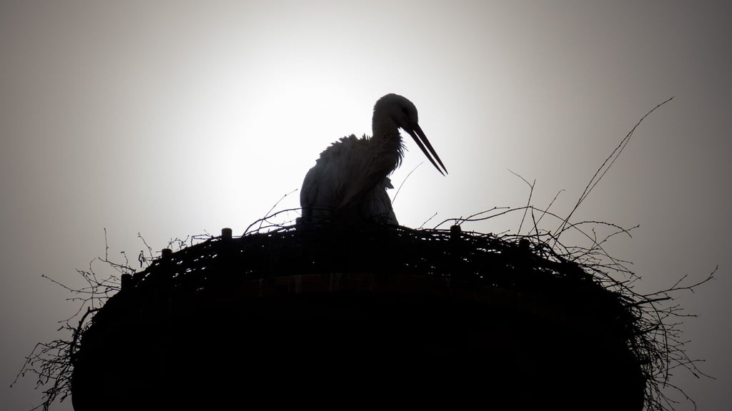 Die Staatliche Vogelschutzwarte Seebach beklagte in diesem Jahr einige Fälle, in denen Störche gestorben sind, nachdem sie Gummibänder mit Würmern verwechselt und diese gefressen hatten. (Symbolbild)