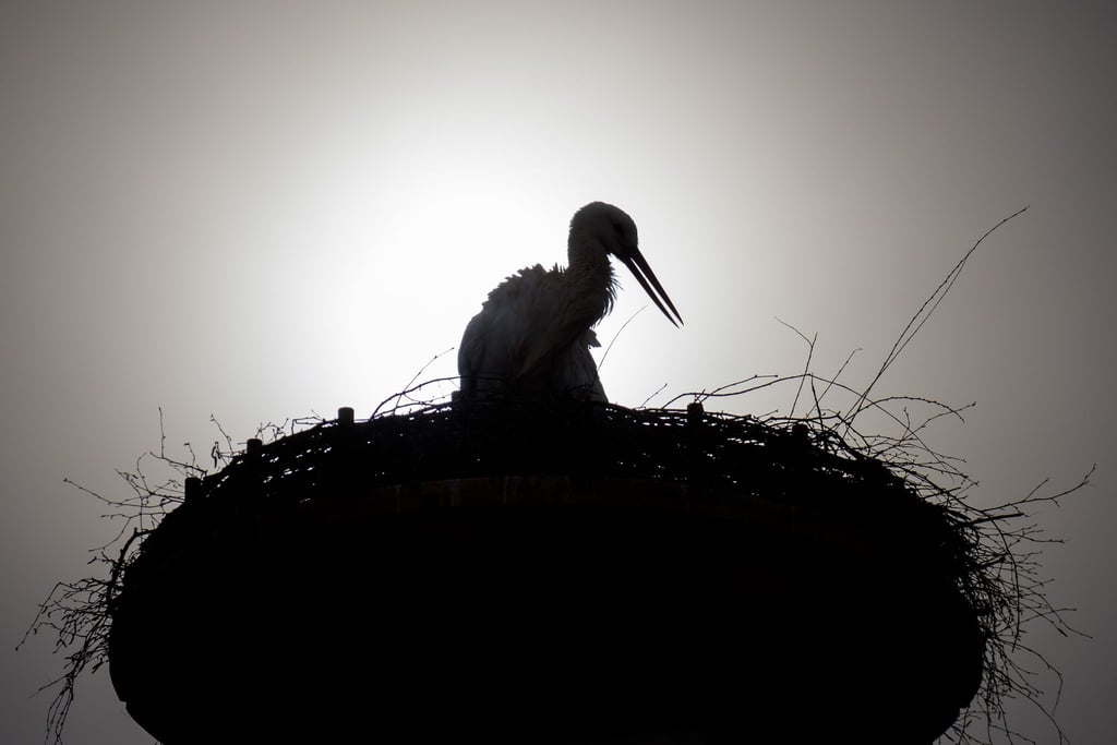 Die Staatliche Vogelschutzwarte Seebach beklagte in diesem Jahr einige Fälle, in denen Störche gestorben sind, nachdem sie Gummibänder mit Würmern verwechselt und diese gefressen hatten. (Symbolbild)
