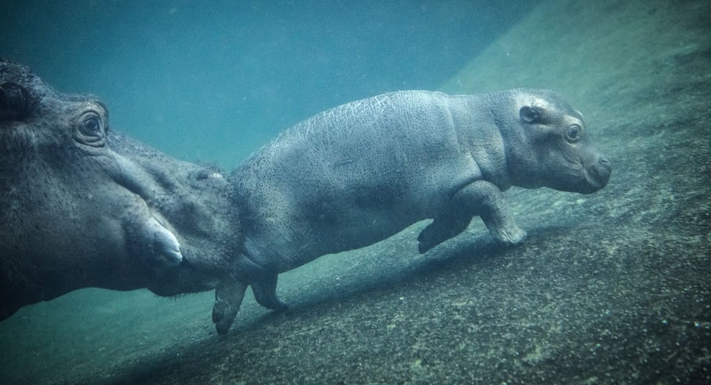 Hat erst sei ein paar Wochen einen Namen: Der kleine Hippo-Bulle Willi Wackelöhrchen. (Archivbild)