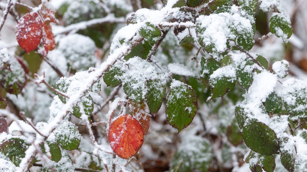 In Thüringen erwartet der Deutsche Wetterdienst Frost und Glätte. (Symbolbild)