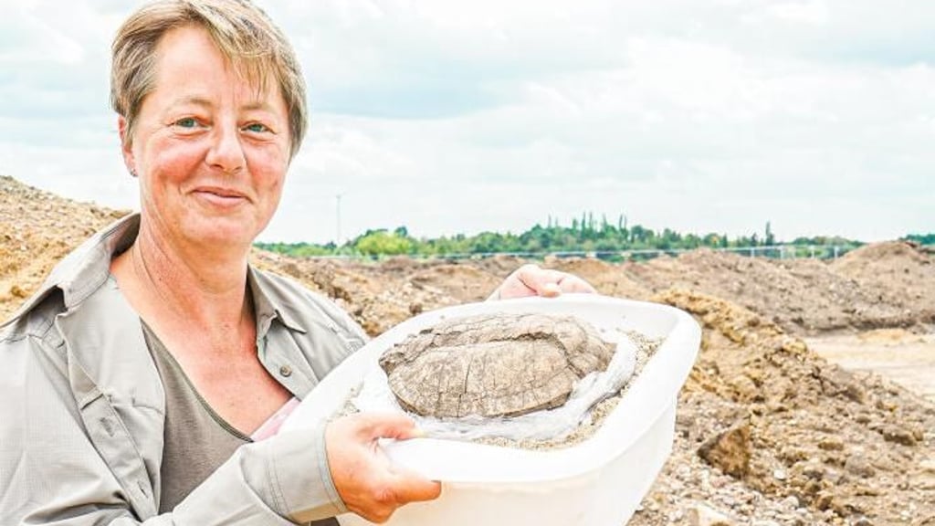 Grabungsleiterin Juliane Huthmann zeigt den gut 3.000 Jahre alten Panzer einer Sumpfschildkröte, der bei Wolmirstedt gefunden wurde.&nbsp;