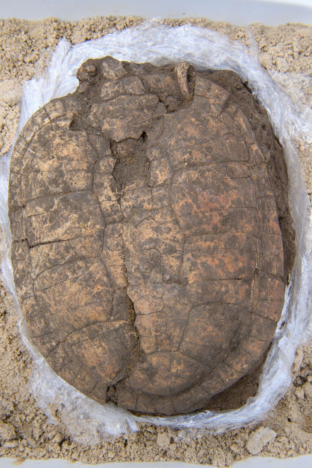 Bei Grabungen in Wolmirstedt wurden auch der Panzer einer Sumpfschildkröte gefunden. (Archivbild)
