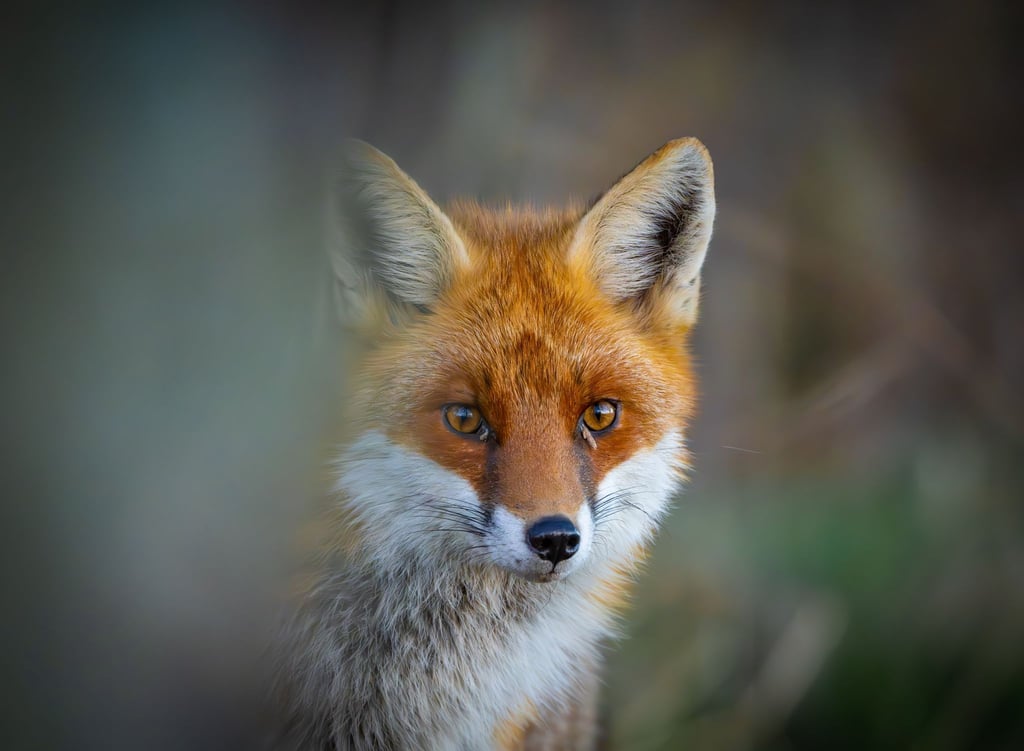 Der Fuchs war vielen Menschen aufgefallen. (Symbolbild)
