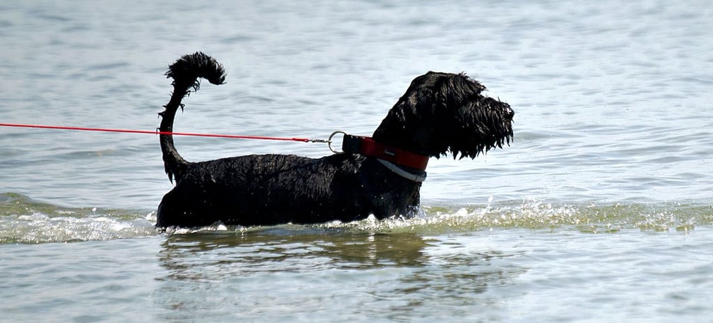 Hunde dürfen am Arendsee bislang nur an der Pferdeschwemme ins Wasser. Dies könnte sich ändern. 