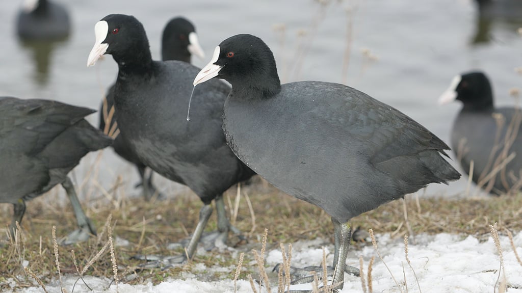 Vor allem am Hufeisensee in Halle sind diese tierischen Mitbewohner zu Hause.