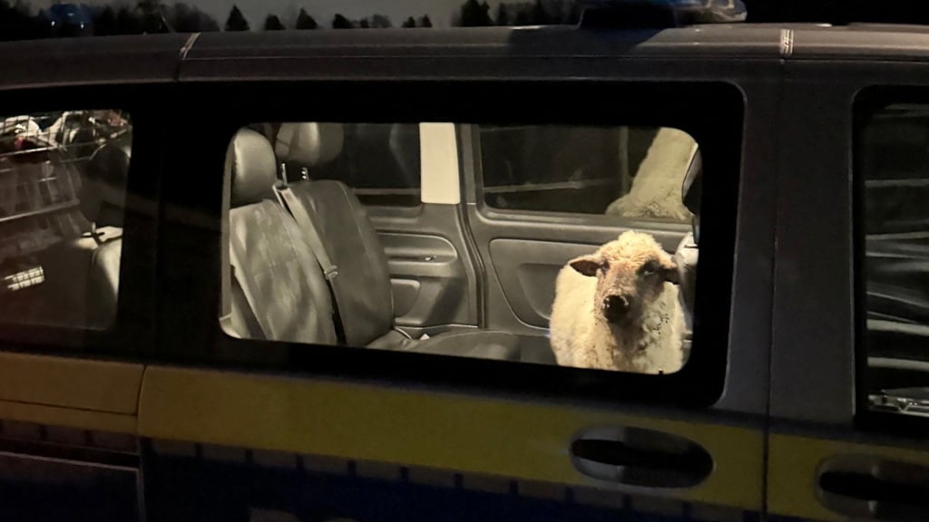 Die Polizei sperrt das entlaufene Schaf in den Streifenwagen.