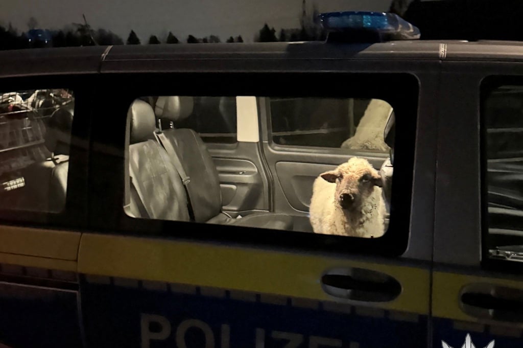 Die Polizei sperrt das entlaufene Schaf in den Streifenwagen.