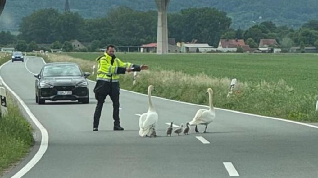 Einen außergewöhnlichen Polizeieinsatz verursachte die Schwanenfamilie, die am Tag nach Himmelfahrt auf der Landesstraße bei Bösenrode unterwegs war. 