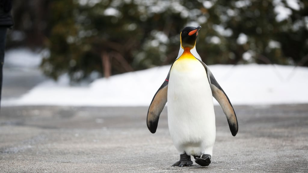 Der Pinguin-Gang verschafft dem Körper mehr Stabilität.