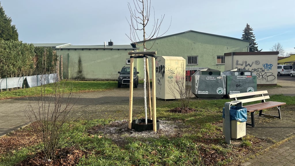Diese Grünfläche in Magdeburg-Olvenstedt wurde mit zwei Sträuchern und einem Baum bepflanzt. 