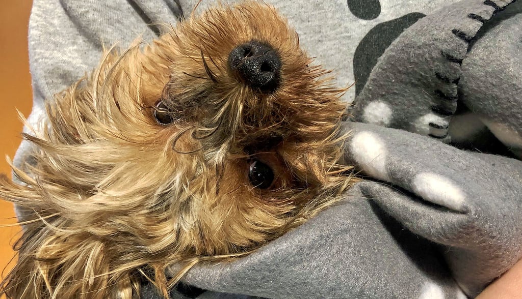 Happy End mit schmerzlichem Ende: Yoshua, dem im Januar am Zeitzer Tierheim ausgesetzten schwerkranken Hund blieben nur noch drei Monate in seinem neuen Zuhause in Halle. Aber es waren drei gute Monate für den Kleinen, umsorgt, gepflegt und vor allem geliebt.    