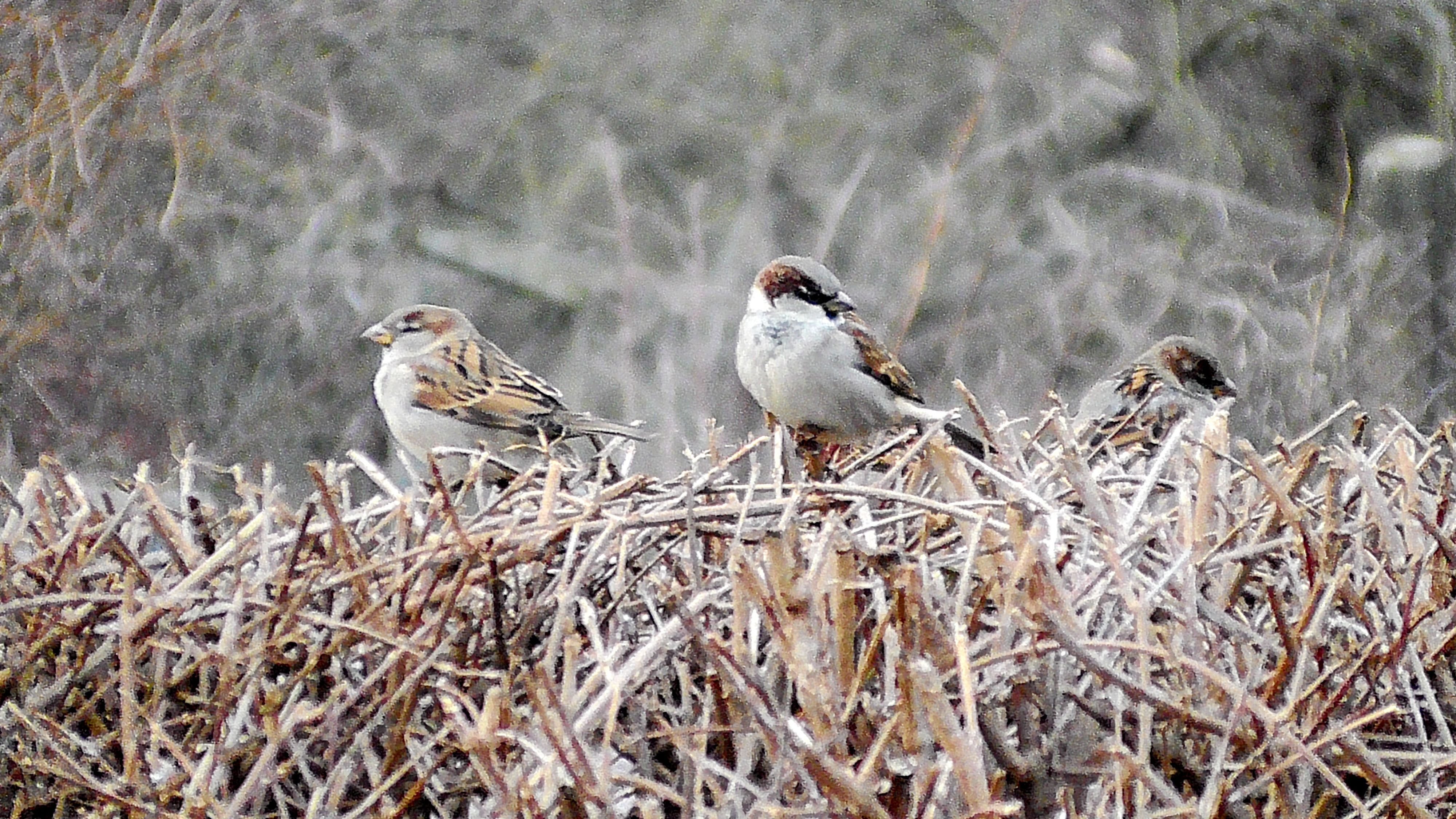 NABU-Mitmachaktion: Naturschutzbund lädt ein zur Wintervogelzählung in Gärten und Parkanlagen