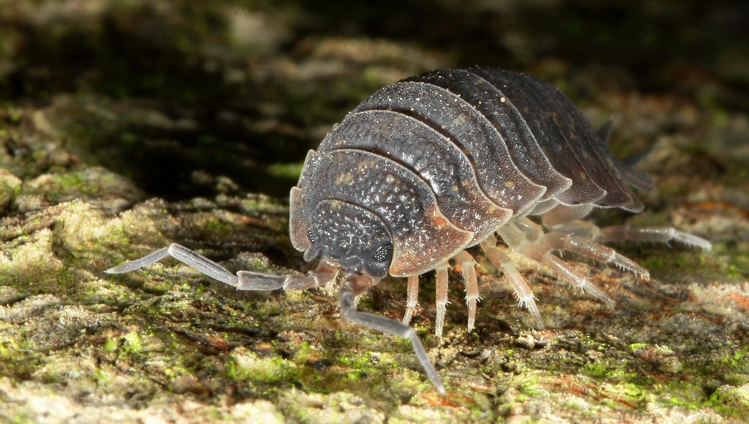 365 Tage, 365 Tiere: Ein Mitbewohner, der Halles feuchte, dunkle und schattige Ecken liebt