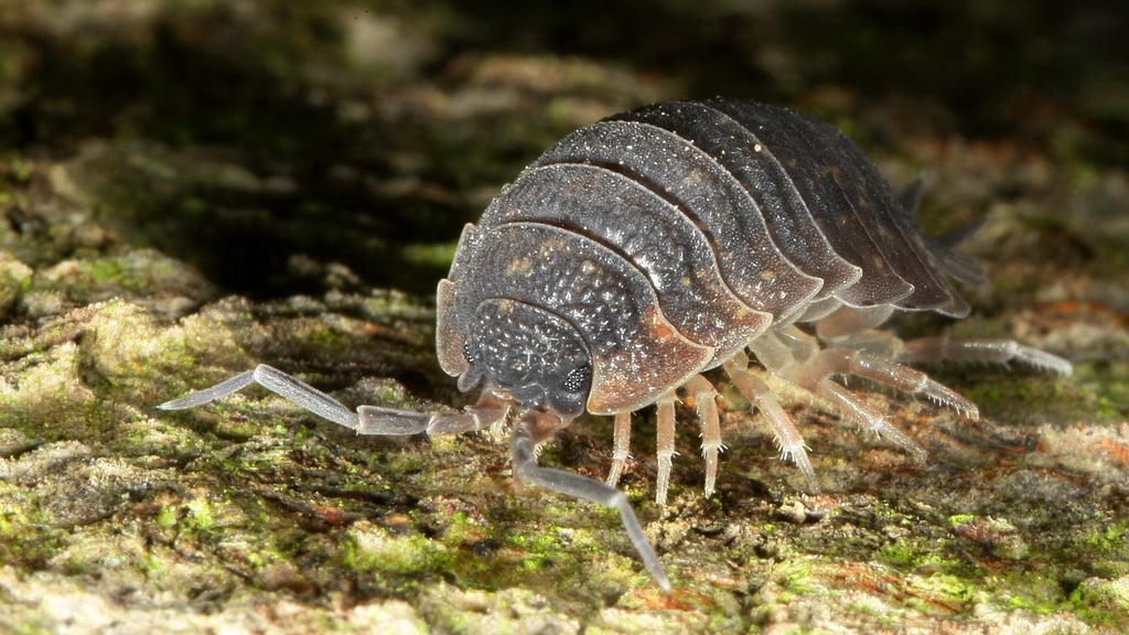 Unter Steinplatten, Holzstapeln im Laubstreu oder Komposthaufen versteckt sich gerne dieser Mitbewohner der Stadt.