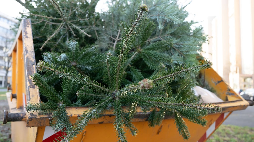 Wohin mit dem Weihnachtsbaum nach dem Fest? (Archivbild)