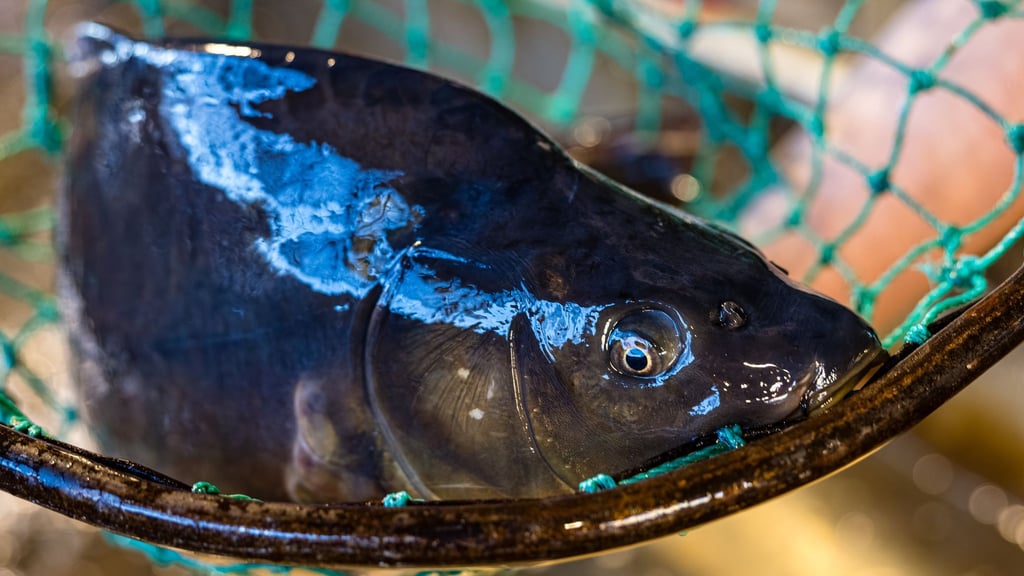 Der Karpfen ist in Brandenburg ein beliebter Speisefisch. (Archivbild)