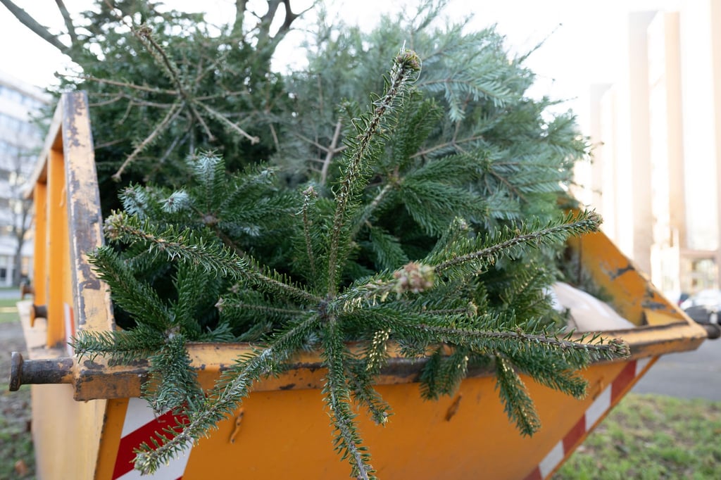 Wohin mit dem Weihnachtsbaum nach dem Fest? (Archivbild)