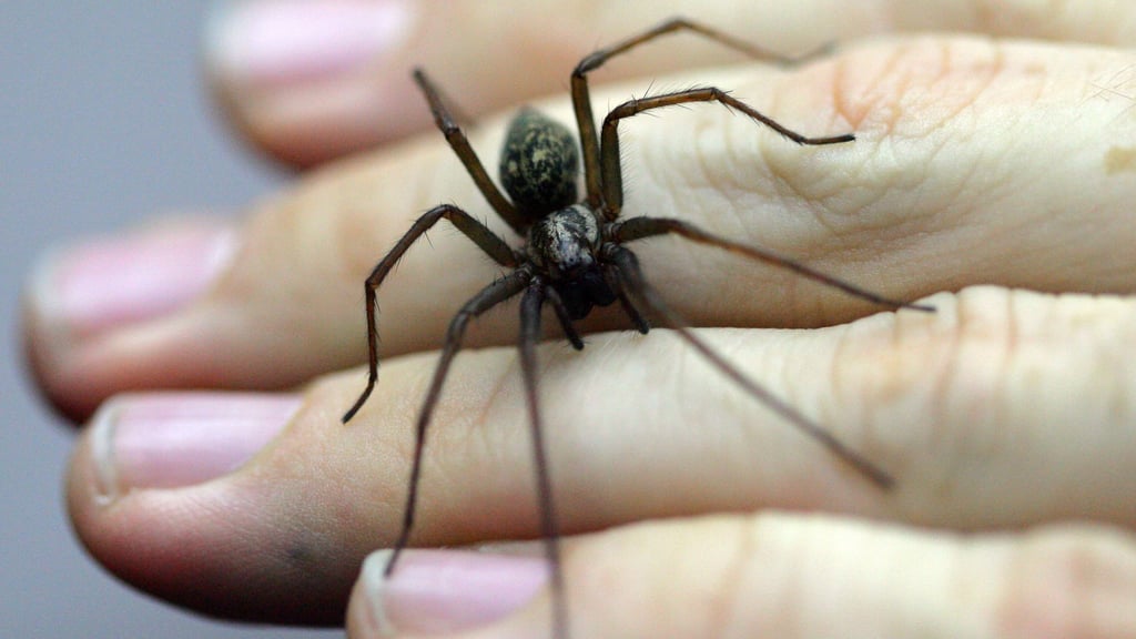 Eine Spinne hat vermutlich die Alarmanlage einer Firma in Bissendorf ausgelöst - die Polizei rückt an. (Symboild)