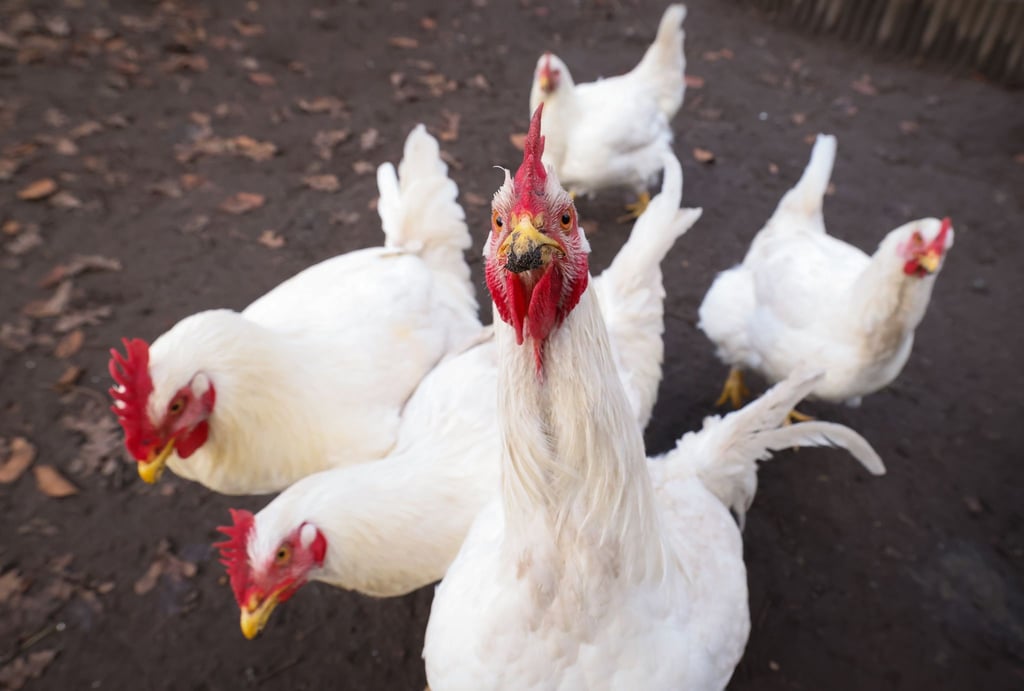 Ausgesetzte Masthühner sind in einem Wald erfroren. (Symbolbild)