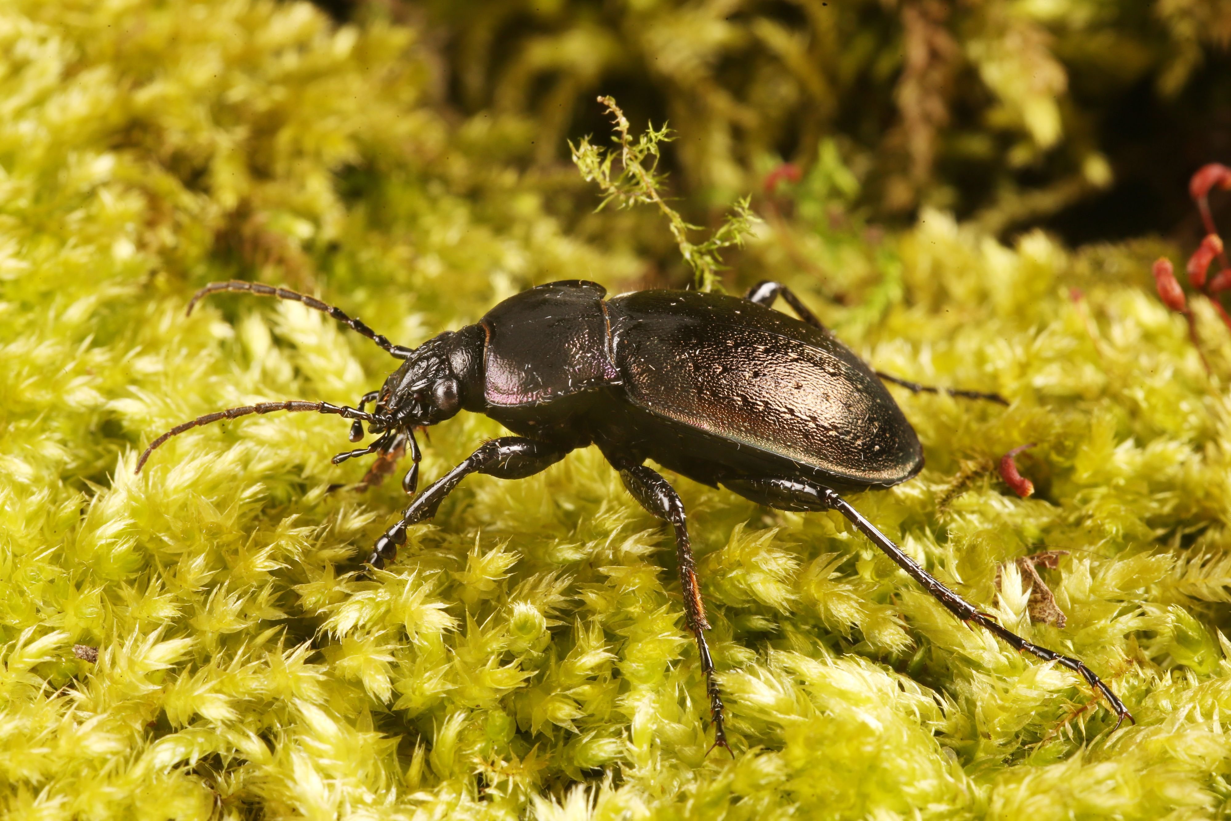 365 Tage, 365 Tiere: Ein kleiner Jäger auf Halles Feldern und Wiesen