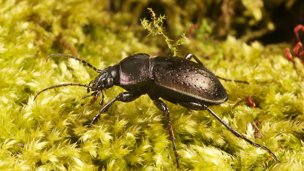 Für die Landwirtschaft sehr nützlich ist dieser Mitbewohner, der nicht nur in der Dölauer Heide zu finden ist.
