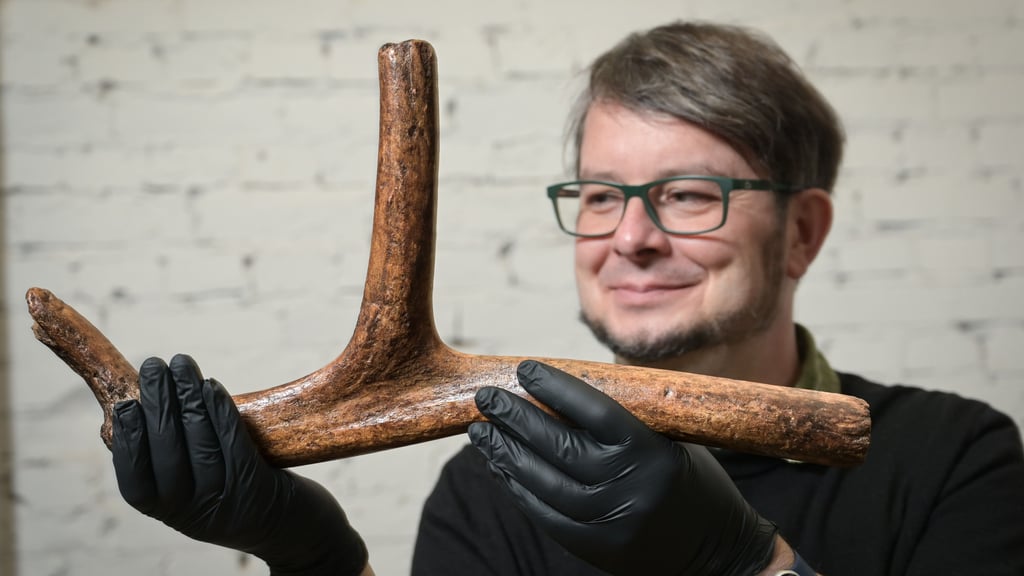 Prähistoriker Marcel Weiß vom Landesamt für Denkmalpflege und Archäologie Sachsen-Anhalt mit einem rund 12.000 Jahre alten Geweih eines männlichen Rentieres.
