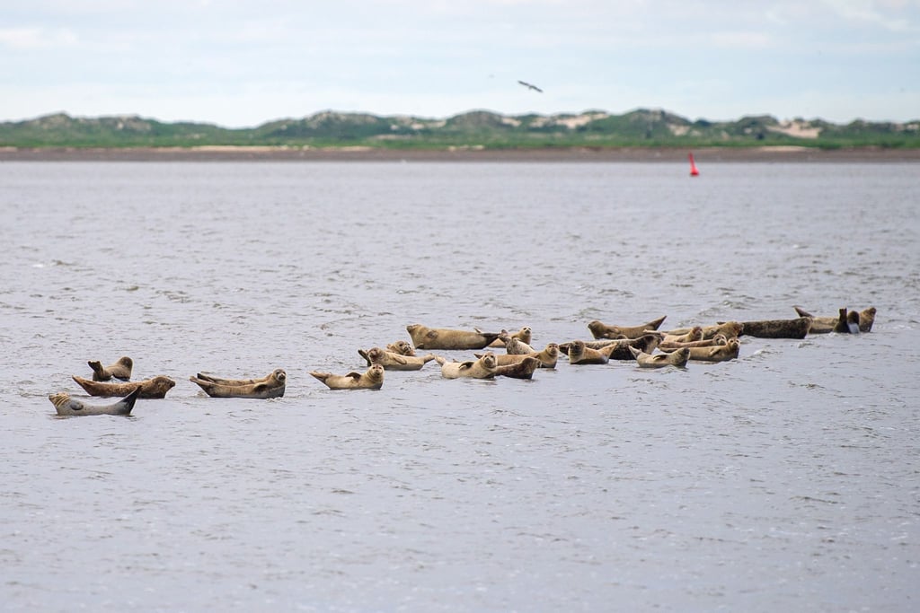 Seehunde gehören zu den wohl bekanntesten Bewohnern des Wattenmeers. (Archivbild)