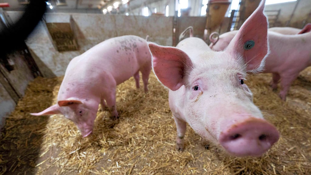 Schweine in der Bucht eines Stalles.