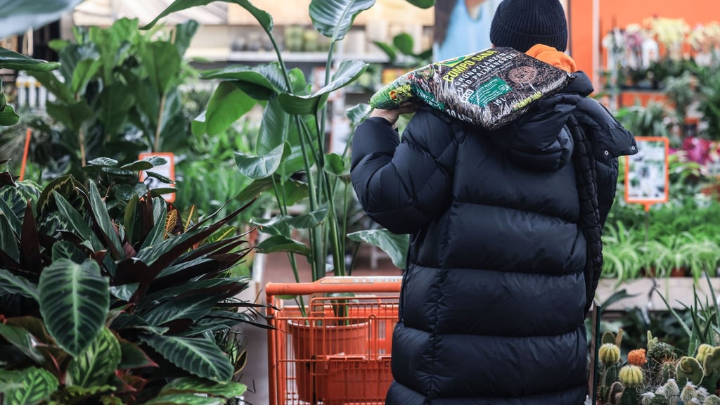 Neue Pflanzen fürs Zuhause: Bereits im Laden lohnt ein genauer Blick auf Topf und Blätter.