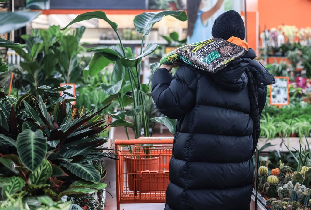 Neue Pflanzen fürs Zuhause: Bereits im Laden lohnt ein genauer Blick auf Topf und Blätter.