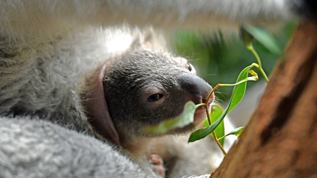 Das Jungtier im Beutel des Koalaweibchens Erlinga im Zoo Leipzig.