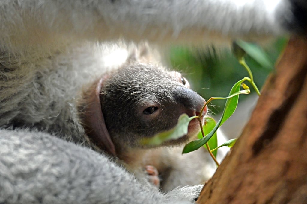 Das Jungtier im Beutel des Koalaweibchens Erlinga im Zoo Leipzig.