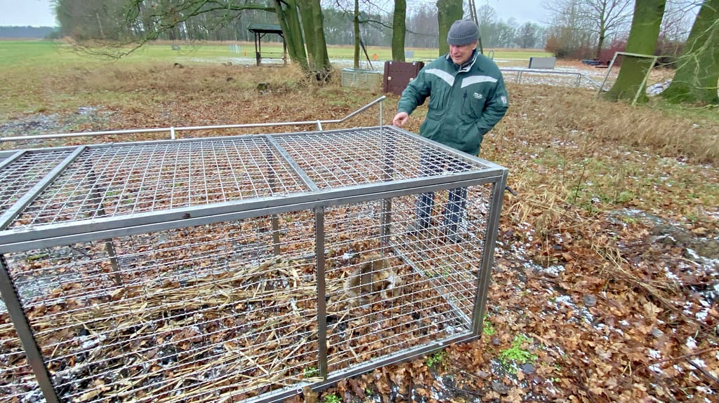 Zweimal pro Tag kontrolliert Hans-Jürgen Wolf die Lebendfalle.