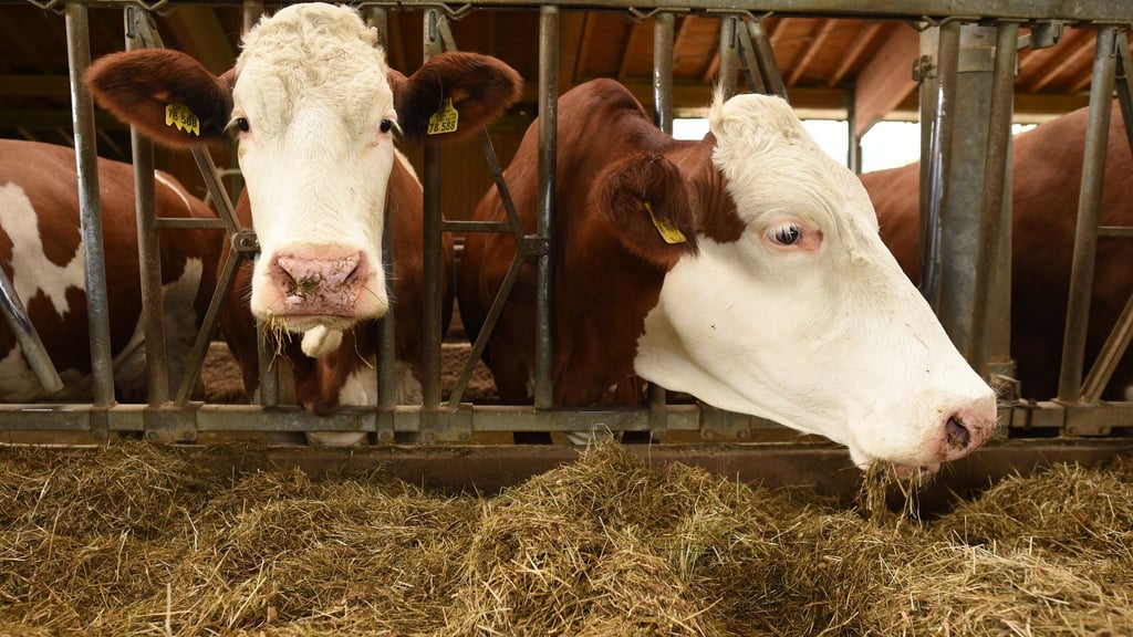 Zwei in eine Güllegrube eingebrochenen Kühe sorgen für einen stundenlangen Einsatz in Aurich. (Symbolbild)