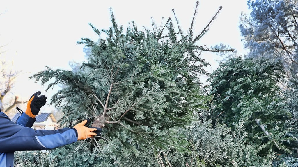 Wie auf diesem Archivbild werden ab Montag in Weißenfels  die ausrangierten Weihnachtsbäume eingesammelt.