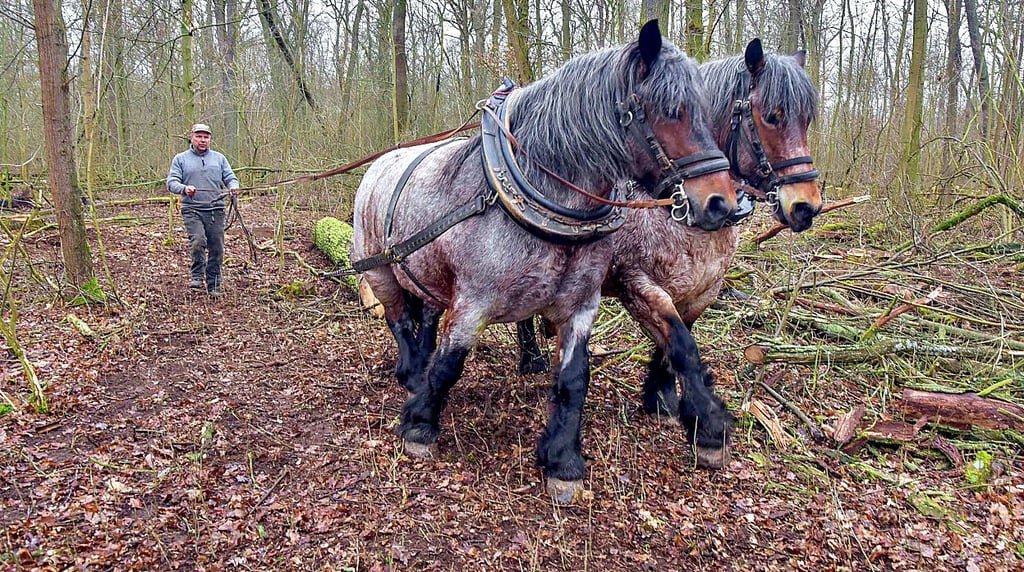 Im November demonstrierte Ricco Rösch sein Schaffen  mit  Rückepferden. Nun beginnt im Januar die eigentliche Arbeit im Georgengarten. 