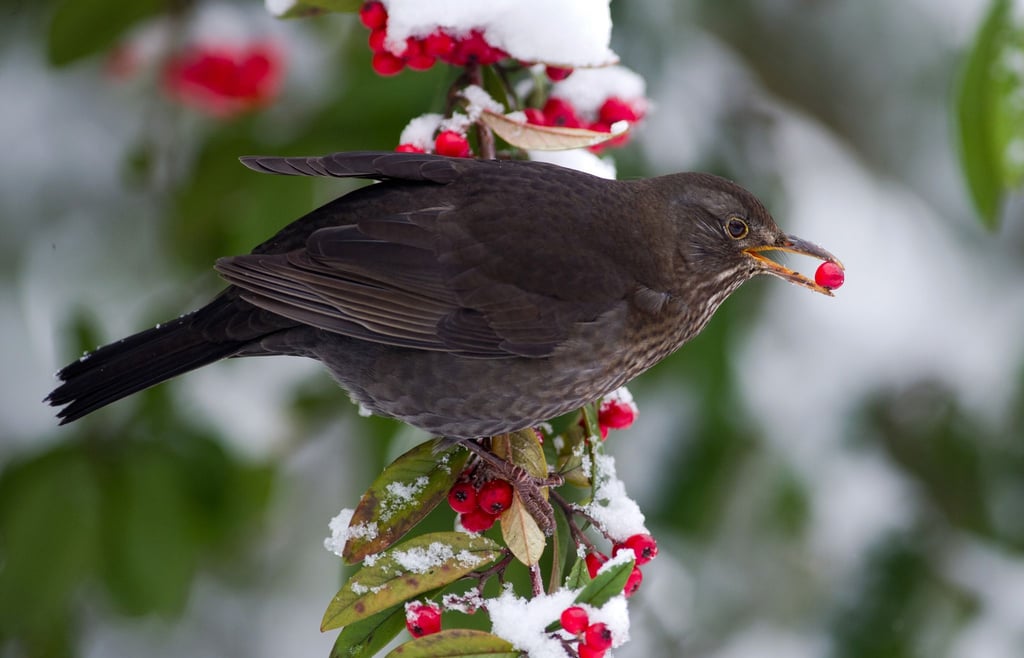 Zum Wegschnabulieren: Fruchttragende Pflanzen liefern Vögeln auch im Winter Energie.
