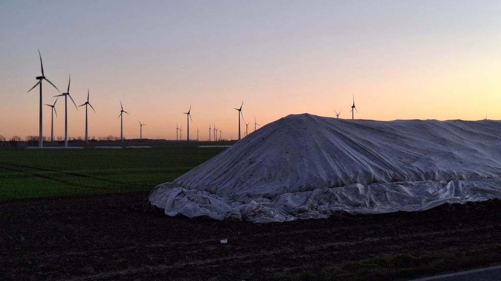 Nach der Ernte lagern die Zuckerrüben abgedeckt in den sogenannten Rübenmieten.