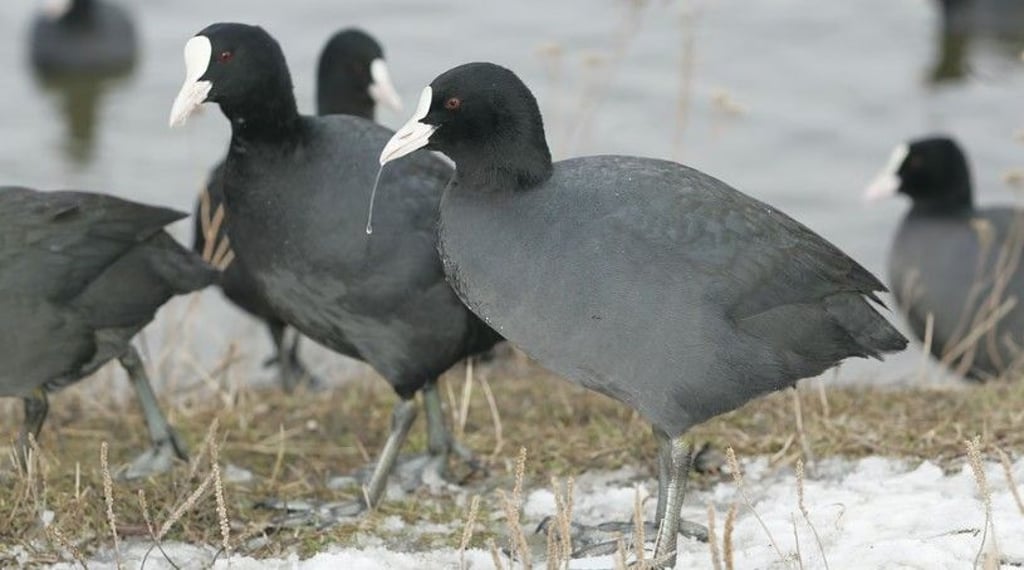 Vor allem am Hufeisensee in Halle sind diese tierischen Mitbewohner zu Hause.